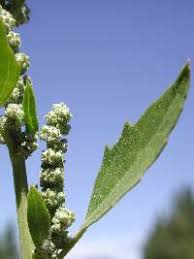 Attēlu rezultāti vaicājumam “Chenopodium polyspermum var. acutifolium flower”