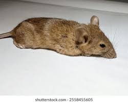 Attēlu rezultāti vaicājumam “Muridae”