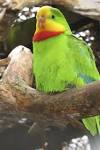 parrot in public domain image - via Daymix
