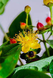 Attēlu rezultāti vaicājumam “Hypericum maculatum flower”