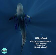 Image result for Carcharhinus falciformis