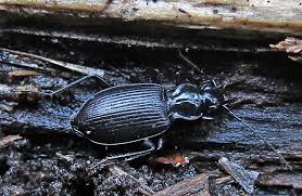 Attēlu rezultāti vaicājumam “Limodromus assimilis”