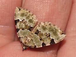 Attēlu rezultāti vaicājumam “Colostygia pectinataria”