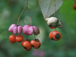 Attēlu rezultāti vaicājumam “Euonymus verrucosus fruit”