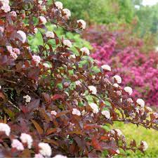Attēlu rezultāti vaicājumam “Physocarpus opulifolius”