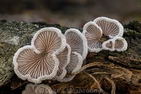 Attēlu rezultāti vaicājumam “Schizophyllum commune”