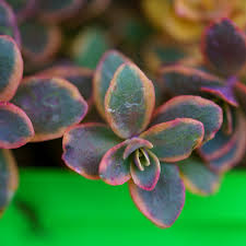 Attēlu rezultāti vaicājumam “Sedum rupestre leaf”