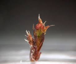 Attēlu rezultāti vaicājumam “Schistidium apocarpum stalked”