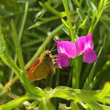 Attēlu rezultāti vaicājumam “Colostygia pectinataria female”