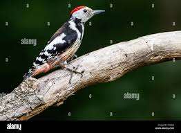 Attēlu rezultāti vaicājumam “Dendrocopos medius adult”