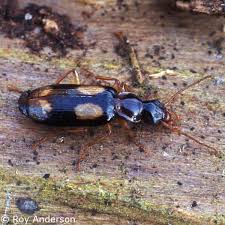 Attēlu rezultāti vaicājumam “Dromius quadrimaculatus”