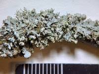 Attēlu rezultāti vaicājumam “Physcia adscendens”