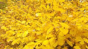 Attēlu rezultāti vaicājumam “Hamamelis virginiana”