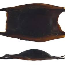 Image result for Amblyraja hyperborea