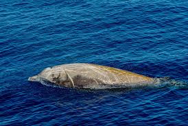 Image result for Ziphius cavirostris