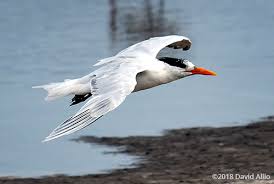 Image result for Sterna forsteri