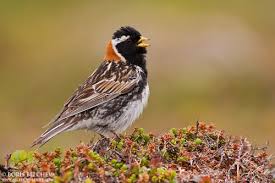 Image result for Calcarius lapponicus