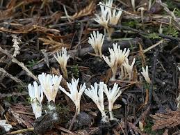 Attēlu rezultāti vaicājumam “Tremellodendropsis tuberosa”