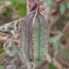 Attēlu rezultāti vaicājumam “Aristolochiaceae”