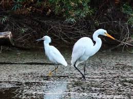 Attēlu rezultāti vaicājumam “Egretta alba adult”