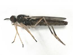 Attēlu rezultāti vaicājumam “Xylophagidae”