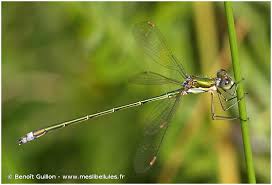 Attēlu rezultāti vaicājumam “Lestes virens”