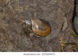 Attēlu rezultāti vaicājumam “Lymnaeidae”