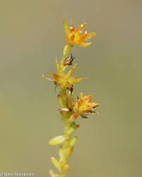Attēlu rezultāti vaicājumam “Sedum sexangulare flower”