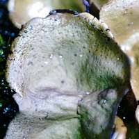 Attēlu rezultāti vaicājumam “Dermatocarpon luridum”