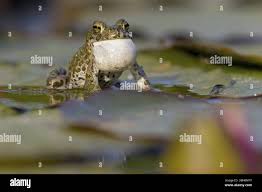 Attēlu rezultāti vaicājumam “Pseudepidalea viridis adult”