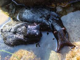 Attēlu rezultāti vaicājumam “Arthonia byssacea”