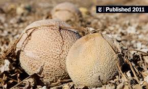 Attēlu rezultāti vaicājumam “Listera ovata fruit”