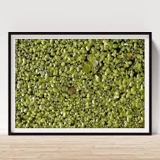 Attēlu rezultāti vaicājumam “Lemnaceae”