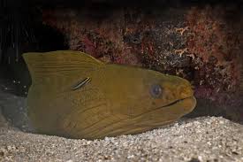 Image result for Gymnothorax funebris