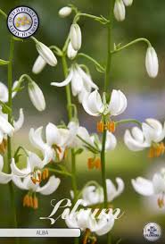 Image result for Lilium martagon Alba