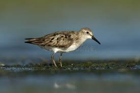 Image result for Calidris pusilla