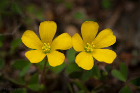 Attēlu rezultāti vaicājumam “Oxalis corniculata”