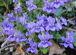 Attēlu rezultāti vaicājumam “Viola riviniana flower”