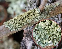 Attēlu rezultāti vaicājumam “Parmeliopsis ambigua”