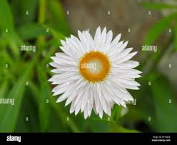 Image result for Helichrysum bracteatum