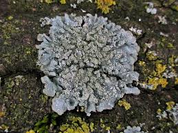 Attēlu rezultāti vaicājumam “Punctelia subrudecta”