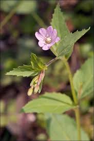 Attēlu rezultāti vaicājumam “Epilobium montanum flower”