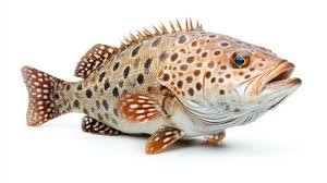 Image result for Mycteroperca microlepis