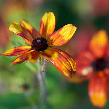 Image result for Rudbeckia Paradisio