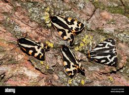 Attēlu rezultāti vaicājumam “Parasemia plantaginis”