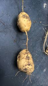 Attēlu rezultāti vaicājumam “Thladiantha dubia”