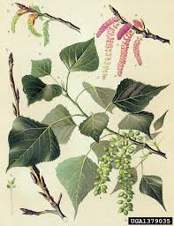 Attēlu rezultāti vaicājumam “Populus nigra leaf”