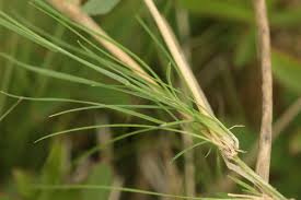 Attēlu rezultāti vaicājumam “Agrostis canina”