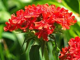 Attēlu rezultāti vaicājumam “Silene chalcedonica fruit”