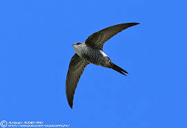 Image result for Apus pacificus